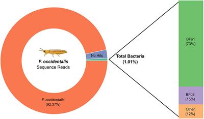 Bacterial Competition Influences the Ability of Symbiotic Bacteria to Colonize Western Flower Thrips